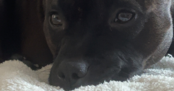 timéa dog sitter à BLET 18350_7