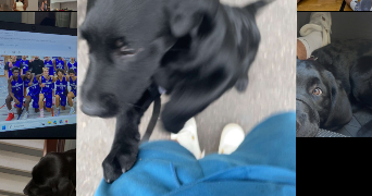 julien pet sitter à VINCENNES 94300_2