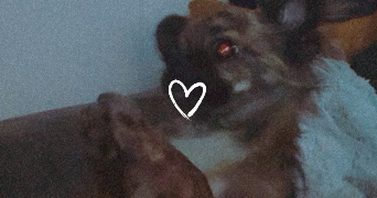 soumaya pet sitter à ST FONS 69190_2