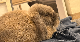 coralie pet sitter à DOUAI 59500_3