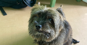 soline pet sitter à Lannion 22300_11