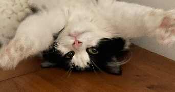 Clémentine pet sitter à Grenoble 38100_1