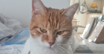 delphine pet sitter à ORVILLERS SOREL 60490_3