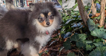 luciana pet sitter à PARIS 15 75015_6