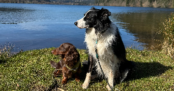 louisa pet sitter à AMIENS 80000_1