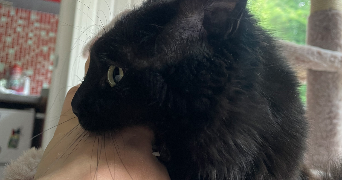 manon pet sitter à NANCY 54000_5