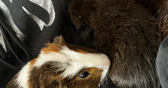 auriane pet sitter à NOYELLE VION 62810_3