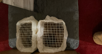 aya pet sitter à ILLKIRCH GRAFFENSTADEN 67400_7