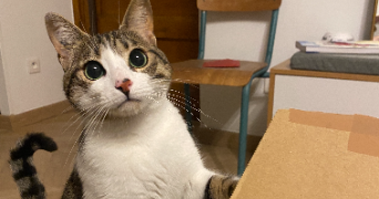 justine pet sitter à FONTAINES SUR SAONE 69270_1