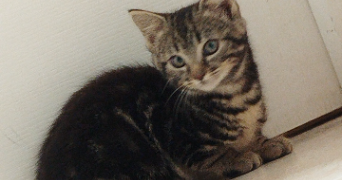 victoria pet sitter à BOURG LE ROI 72610_4