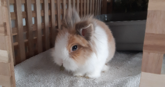 sarah pet sitter à STRASBOURG 67000_3
