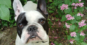 cindy pet sitter à NEUVILLE SUR OISE 95000_1