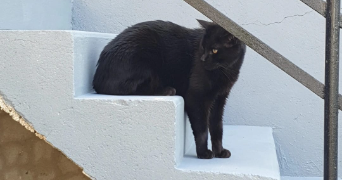 hugo pet sitter à GUERANDE 44350_4