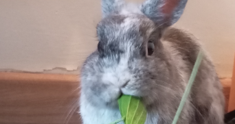 alexia pet sitter à BOUCAU 64340_1