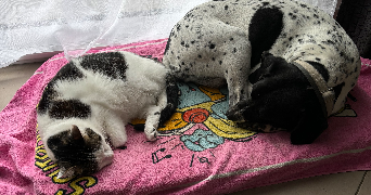 estelle pet sitter à CHAMBLY 60230_3