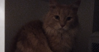 sandy pet sitter à L ETANG LA VILLE 78620_8