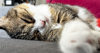 maïlys pet sitter à PESSAC 33600_1