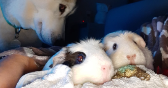 stephanie pet sitter à BROUSSEY RAULECOURT 55200_3