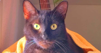 klarisse pet sitter à LORIENT 56100_9