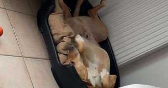 daphne pet sitter à L ISLE D ABEAU 38080_3