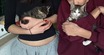 eva pet sitter à CONFLANS STE HONORINE 78700_0