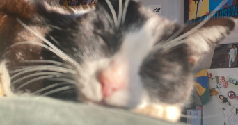 clémence pet sitter à RENNES 35000_3