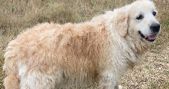 stéphanie pet sitter à VALRAS PLAGE 34350_6