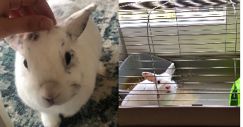 louna pet sitter à Pantin 93500_5