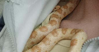 noémie pet sitter à PETITE ROSSELLE 57540_1