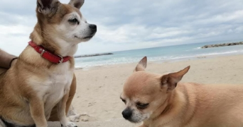 sonia pet sitter à MONTPELLIER 34000_1