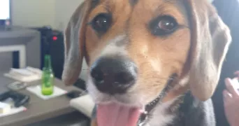 nade dog sitter à DELLE 90100