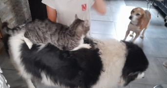 lisa pet sitter à ST GERVAIS LES BAINS 74170_2