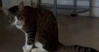 laurent pet sitter à HUNINGUE 68330_4