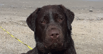nathalie pet sitter à MONTIGNY LES CORMEILLES 95370_0
