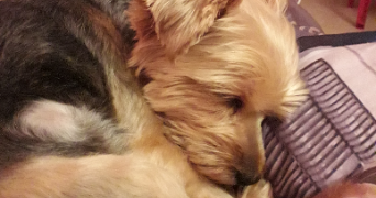 ema pet sitter à AULNAT 63510_2