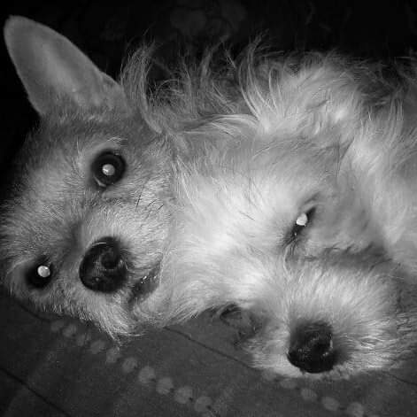 maeva pet sitter à Erquy  22430_1