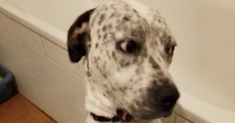 morgane pet sitter à SILLINGY 74330_3