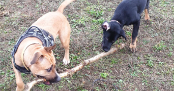 ezra pet sitter à AMIENS 80000_8