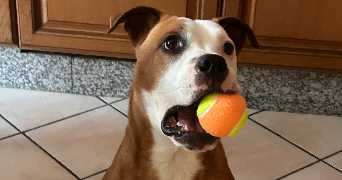 kelly pet sitter à LAIZE 71870_2