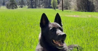 ana pet sitter à VALDEROURE 06750_0