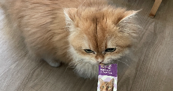 amina pet sitter à PARIS 17 75017_0