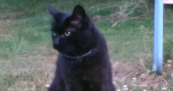 loriane pet sitter à LYON 07 69007_1