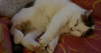 noémi et isao pet sitter à ANNECY 74000_3