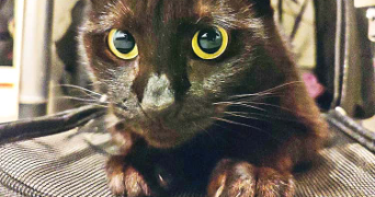 klarisse pet sitter à LORIENT 56100_10