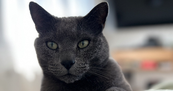 Ilona pet sitter à COULANGES LES NEVERS 58660_4