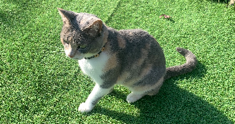 safiyya pet sitter à colleret 59680_9