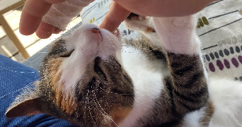 clémence pet sitter à LYON 07 69007_3