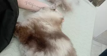 vannier pet sitter à LURE 70200