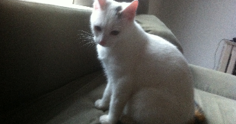 elodie pet sitter à LAROQUE TIMBAUT 47340_2