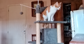 david pet sitter à BAZAS 33430_8